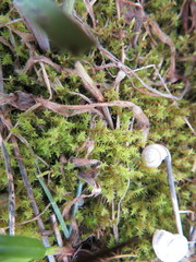 Triquetrella papillata