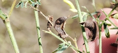 Medicago falcata