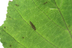 Vibidia duodecimguttata