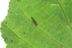 Vibidia duodecimguttata