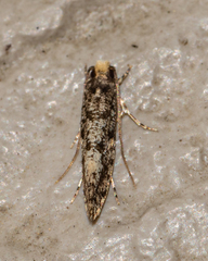 Monopis marginistrigella