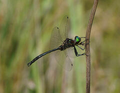 Somatochlora tenebrosa