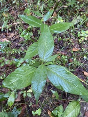 Persicaria virginiana