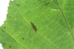 Vibidia duodecimguttata