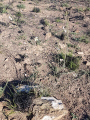 Heliophila cornuta squamata