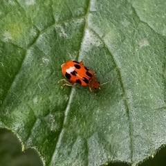 Paridea octomaculata