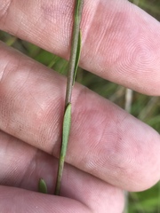 Solidago pulchra