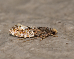 Monopis marginistrigella