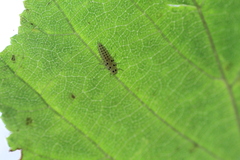 Vibidia duodecimguttata