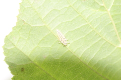 Vibidia duodecimguttata