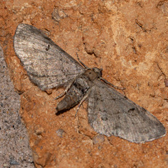 Eupithecia absinthiata
