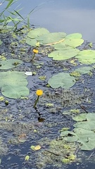 Nuphar lutea