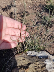 Heliophila cornuta squamata