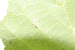 Vibidia duodecimguttata