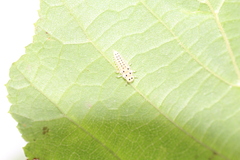 Vibidia duodecimguttata