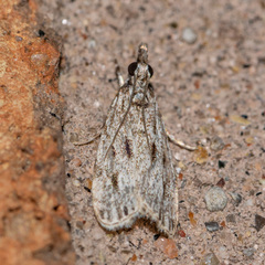 Eudonia strigalis