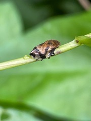 Aphrophoridae