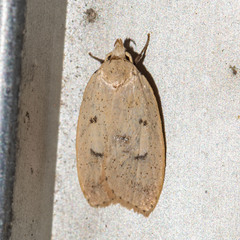 Machimia tentoriferella