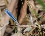 Malurus