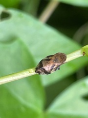 Aphrophoridae