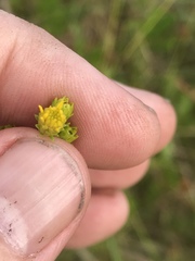 Solidago pulchra