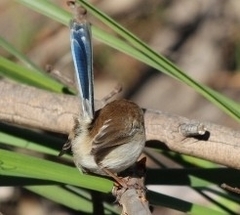 Malurus