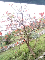 Erythrina abyssinica