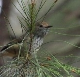 Acanthiza pusilla