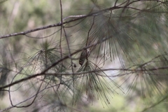 Acanthiza pusilla