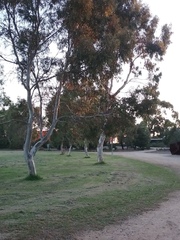 Eucalyptus leucoxylon leucoxylon