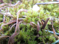 Triquetrella papillata