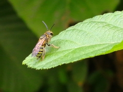 Nomia strigata