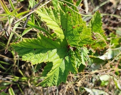 Filipendula stepposa