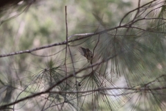 Acanthiza pusilla