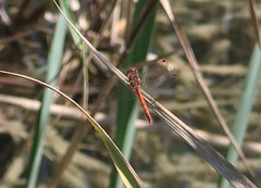 Sympetrum sanguineum