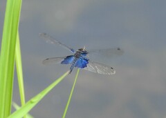 Rhyothemis triangularis