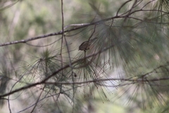 Acanthiza pusilla