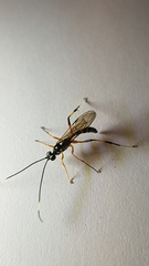 Xanthocryptus novozealandicus