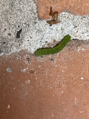 Phlogophora meticulosa