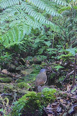 Grallaria guatimalensis