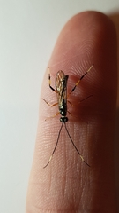 Xanthocryptus novozealandicus