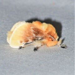 Megalopyge opercularis