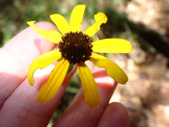 Rudbeckia missouriensis