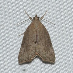 Cutina albopunctella
