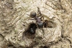 Camponotus atrox