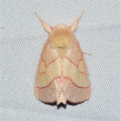 Hyparpax aurora