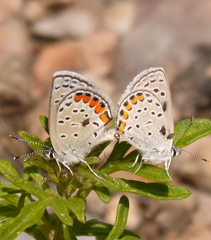 Icaricia lupini texanus