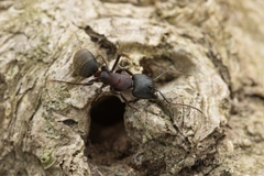 Camponotus atrox