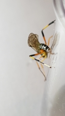 Xanthocryptus novozealandicus