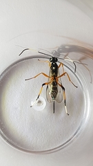 Xanthocryptus novozealandicus